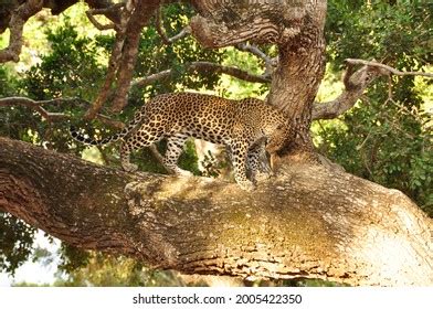 15 Leopard Awakening Images, Stock Photos & Vectors | Shutterstock