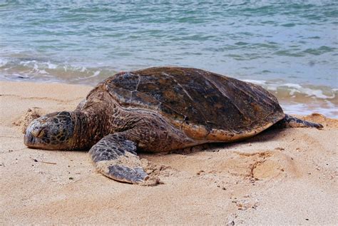 Cómo saber si una tortuga es macho o hembra Guía práctica y precisa MQM