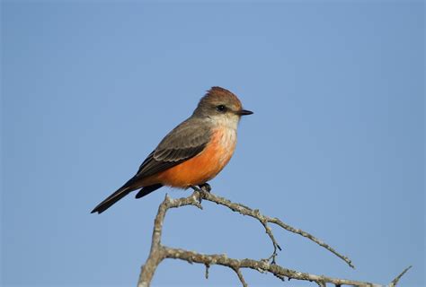 Vermilion Flycatcher Brewster Ma Mary Keleher Flickr