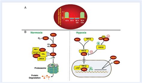 Dynamics Of Expression Of Hypoxia Related Genes The Conserved Pattern