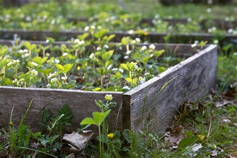 Como Fazer Uma Horta Org Nica Em Casa Pensamento Verde