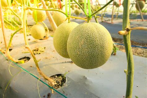 Melons In Organic Farm Stock Image Image Of Nature 158730381