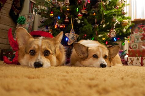 Christmas Corgis by DancingCorgi on DeviantArt