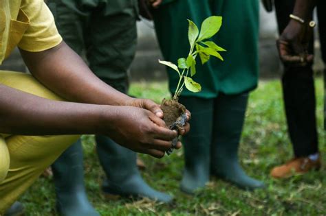 Bono East Region To Commemorate Green Ghana Day At Bono Manso