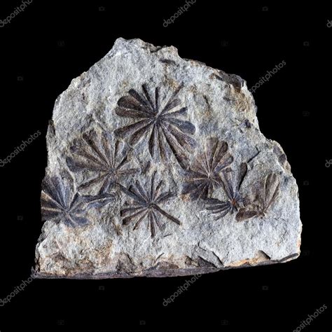 A group of fossilized flowers, isolated on a black background Stock ...