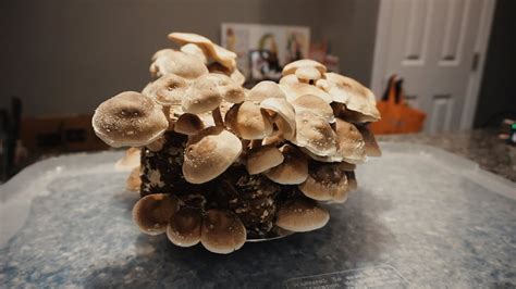 Harvesting Magic A Deep Dive Into Magic Mushroom Grow Kits Jandi