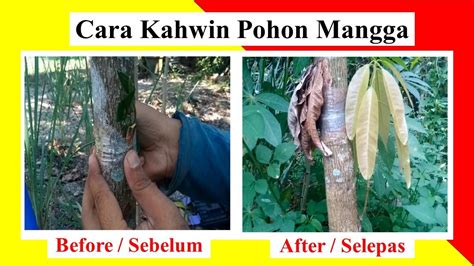 Cara Tut Pokok Mangga Kaedah Ini Amat Mudah Untuk Dilakukan Jraigt