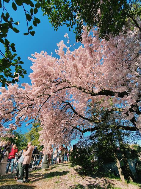 How to See the Cherry Blossoms in Washington, D.C.