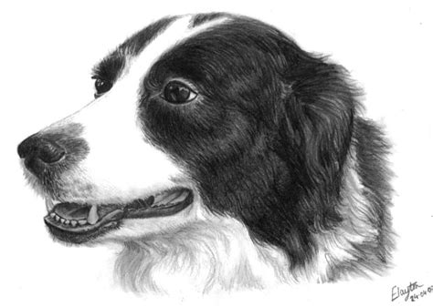 How To Draw A Border Collie At Drawing Tutorials