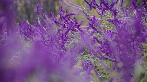 Mexican Sage Background Images Hd Pictures And Wallpaper For Free