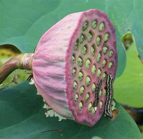 Nelumbo Nucifera Lotus Seedpod With Caterpillars Lotus Flower Seeds Lotus Pods Unusual Flowers