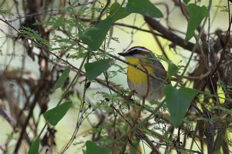 Rufous Capped Warbler From La Turbina Sabinas Hidalgo N L M Xico On