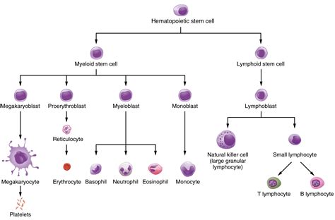 White Blood Cell Parts