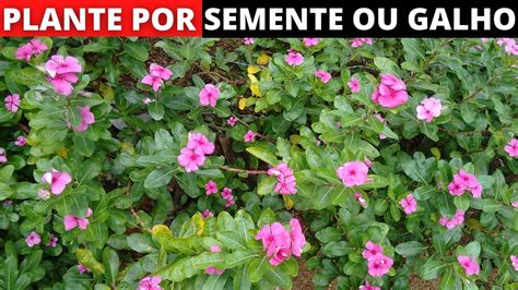 Planta Boa Noite Vinca Como Plantar E Cuidar Do Jeito Certo Youtube