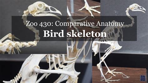 Osteology Bird Skeleton Walkthrough Chicken Youtube