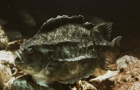 Пинагор, или рыба-воробей (Cyclopterus lumpus) | adriaticnature