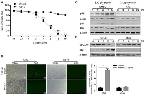 Upregulation And Activation Of P53 By Erastin‑induced Reactive Oxygen