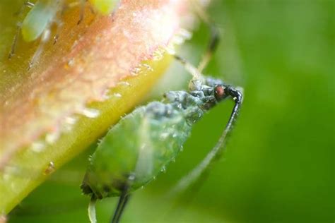 How To Control Aphids On Roses Gardeners Path