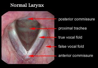 Lecture Larynx Flashcards Quizlet