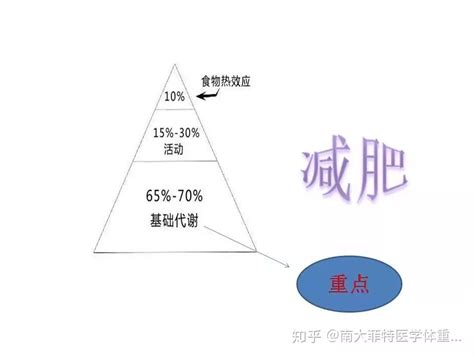 微课堂 基础代谢低，更容易变胖？（上） 知乎