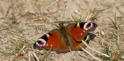 Paon Du Jour Aglais Io Papillon De Jour Rouge Bois Forêt Prairie