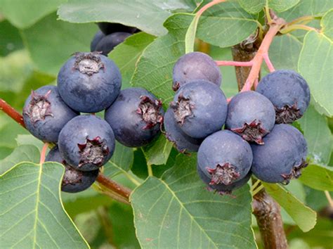 Considerations For Growing Backyard Small Fruit Msu Extension