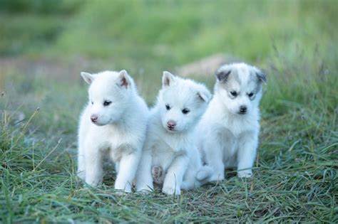 Greenland Dog puppies for sale