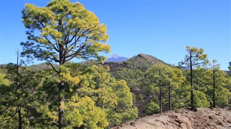 El ave fénix de Canarias cuánto tarda el pino canario en regenerarse