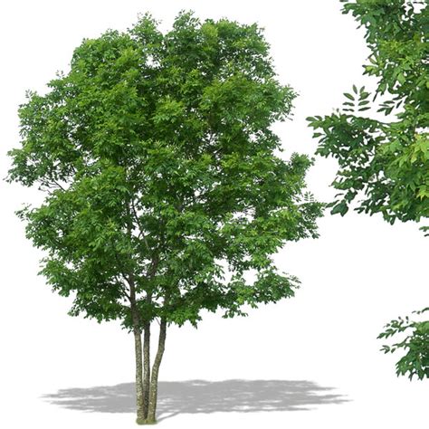 17 Psd Trees Plants Images Psd Tree Free Download Photoshop Trees Plan View Graphic And Psd