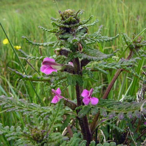 British Wild Plant: Pedicularis palustris Marsh Lousewort