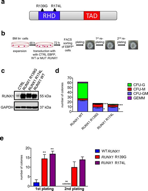 In Hspcs Of D Csf R Mice Runx Mutations Decrease Cfu G And Cfu Gm