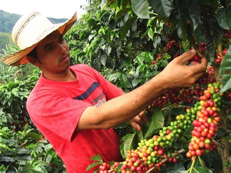 Cafetaleros Del Mundo Buscar N En M Xico Mejoras En El Sector La Hora