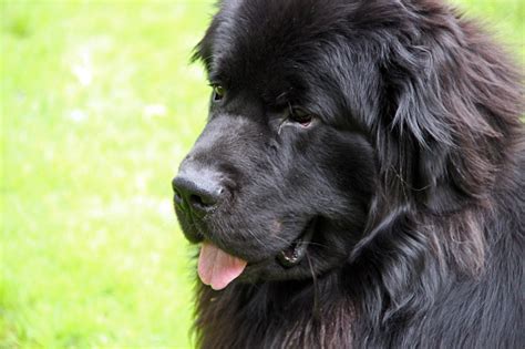 Canada Newfoundland Dog Stock Photo Download Image Now Canada