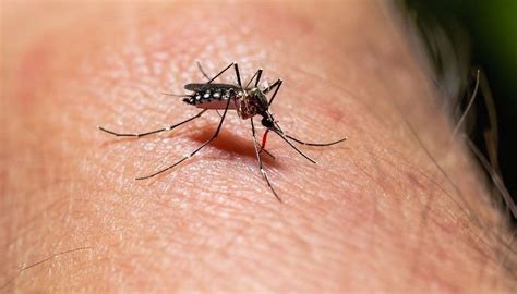 Claves Para Identificar Al Mosquito Que Transmite El Dengue Y