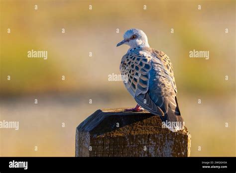 Turtle Dove Streptopelia Turtur Perching On A Fence Post Stock Photo