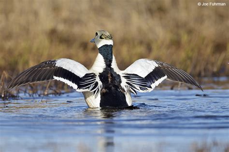 Steller’s Eider – Joe Fuhrman Photography