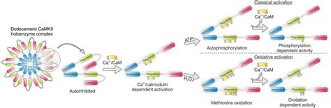 Camkii Holoenzyme Structure Showing Classical Activation By