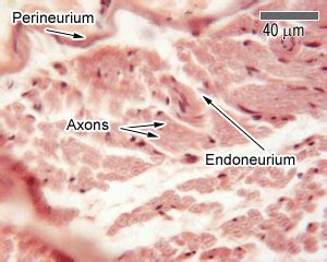 Nerves: The Histology Guide