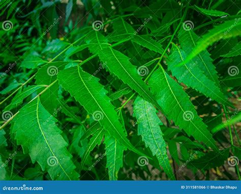 Azadirachta Indica A Branch Of Neem Tree Leaves Isolated On White