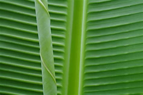 Musa Basjoo Plant Leaves Tropical Garden Flora