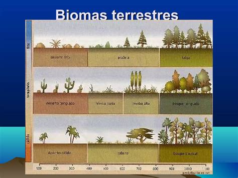 Biomas Terrestres Tarea PPT