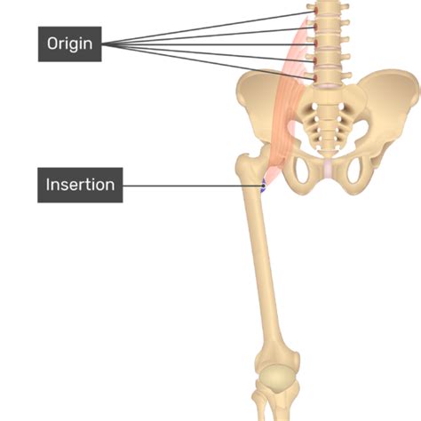 Psoas Major Muscle Attachments Actions Innervation Getbodysmart