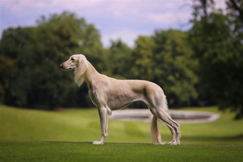 Saluki Persijski Hrt Kinologija