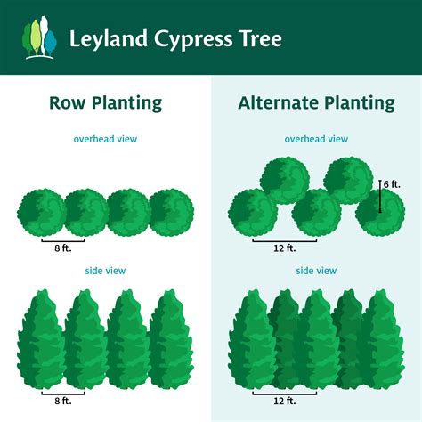 Leyland Cypress Trees for Sale | FastGrowingTrees.com