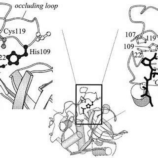 3 Molecular Structure Of F Hepatica A Mature Cathepsin L1 And B
