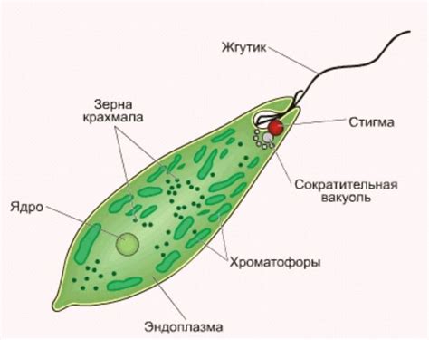 Эвглена зеленая рисунки с подписями для учеников 7 класса