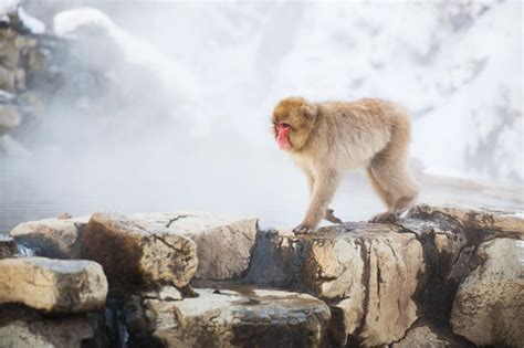 Premium Photo Japanese Macaque Or Snow Monkey In Hot Spring
