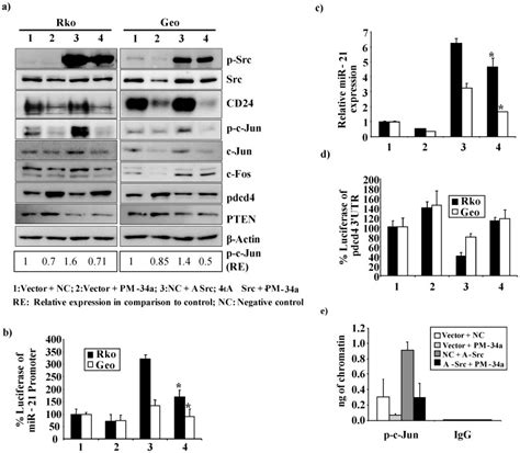 A Western Blot Analysis Of Phosphorylated Src P Src Src Cd24 Download Scientific Diagram