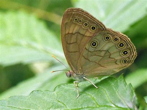 Michigan Butterflies And Moths Of North America