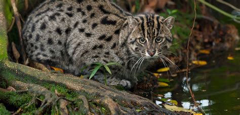 Counting Indias Elusive Fishing Cats Hakai Magazine